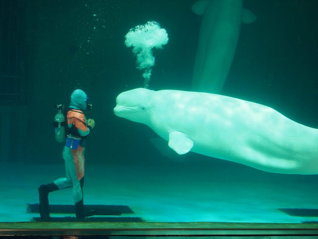 ベルーガのショー