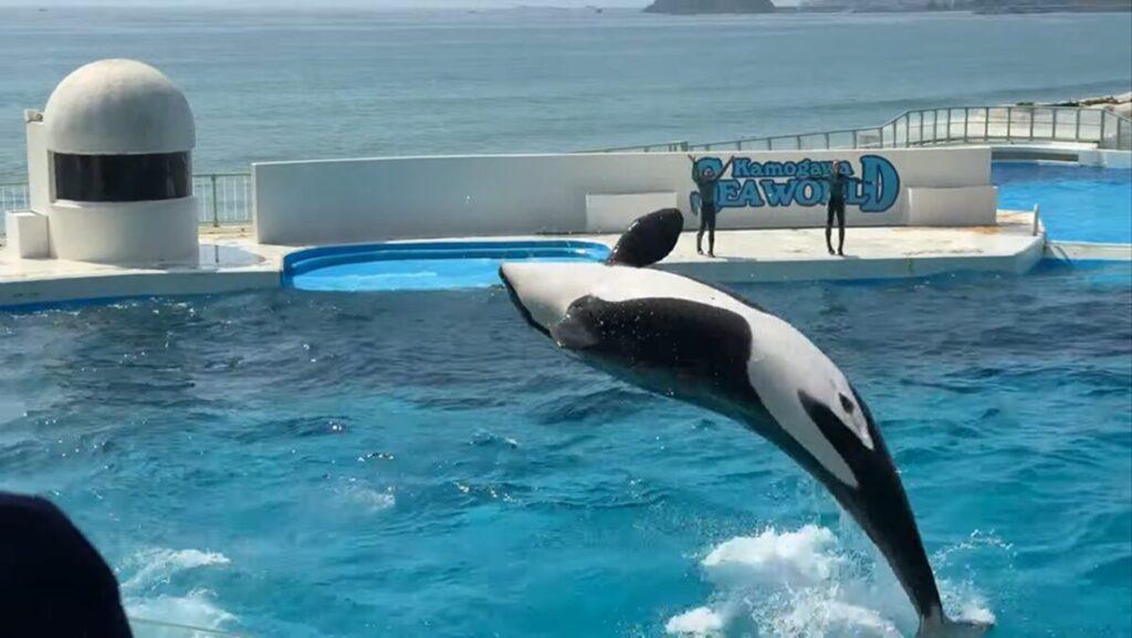 シャチのショー