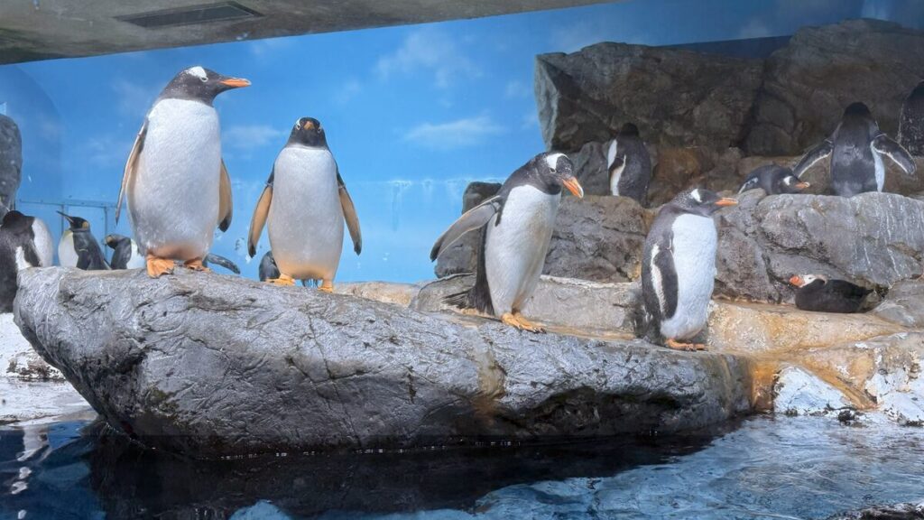 ペンギン