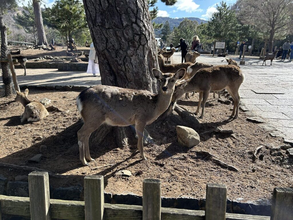 奈良公園の鹿