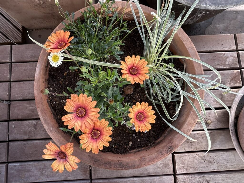 寄せ鉢オレンジ