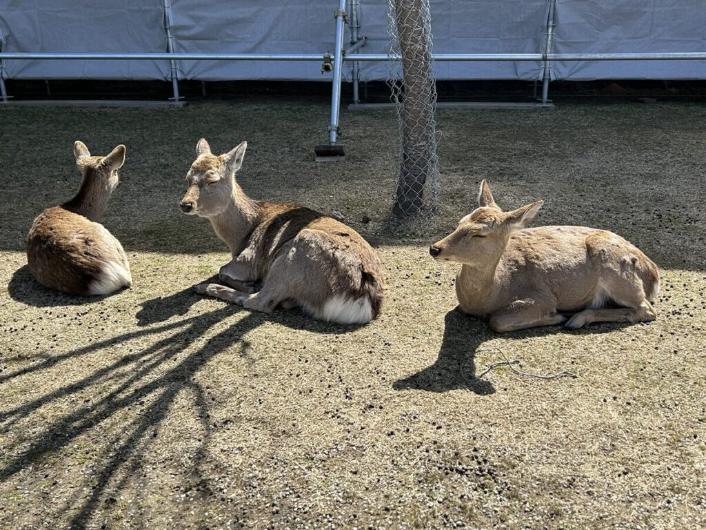 興福寺の鹿