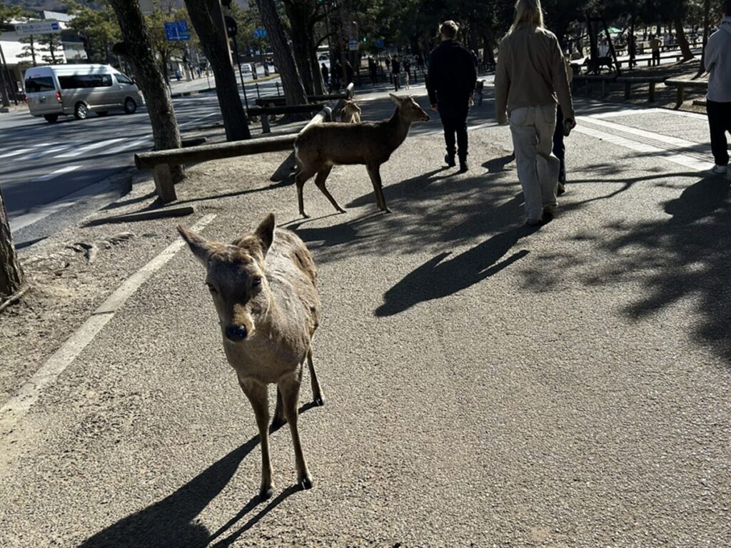 歩道を歩く鹿