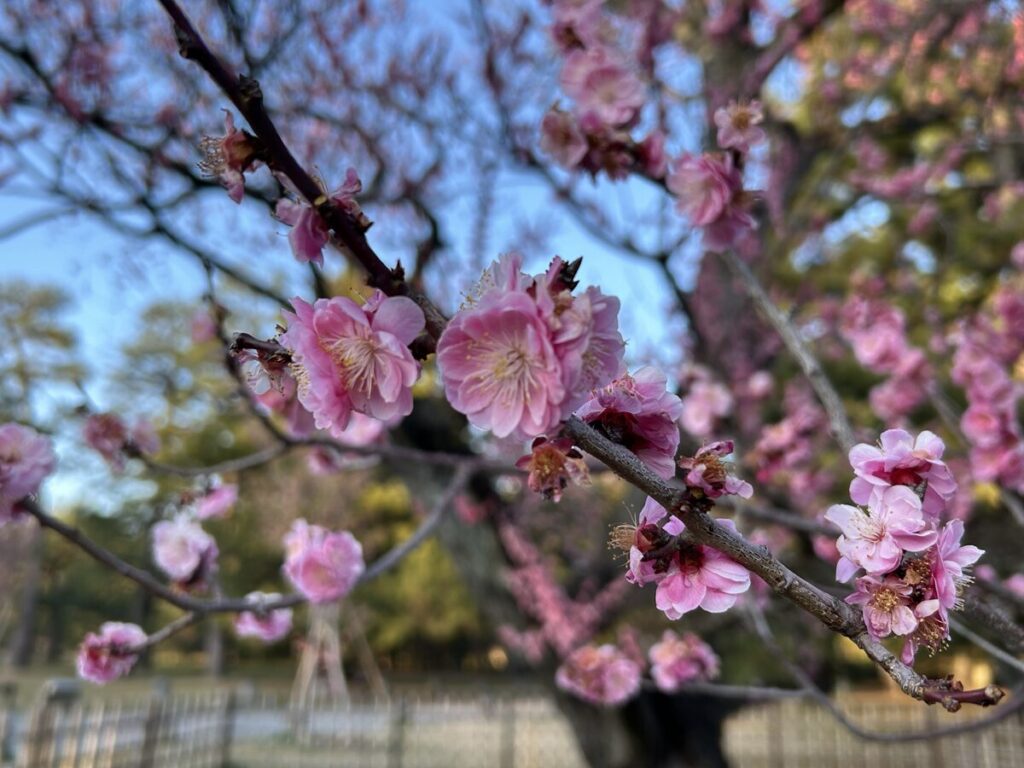 京都御苑の梅