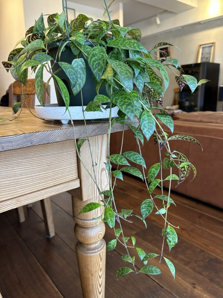 購入した観葉植物