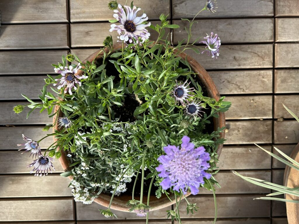 寄せ鉢パープル