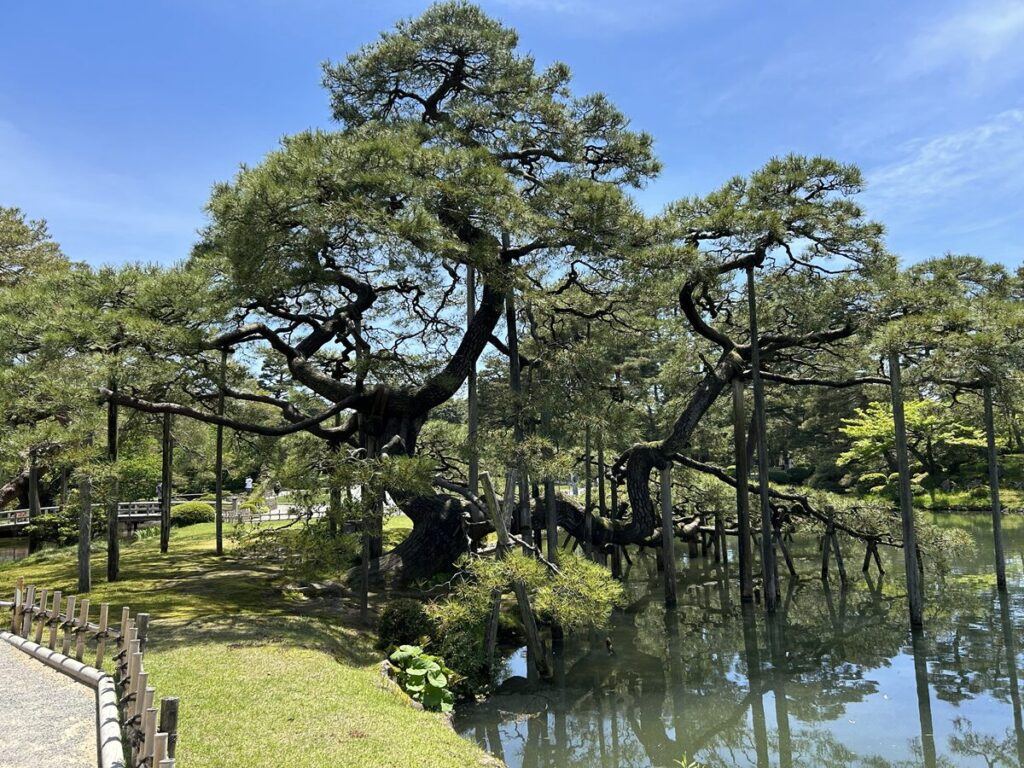 唐崎松