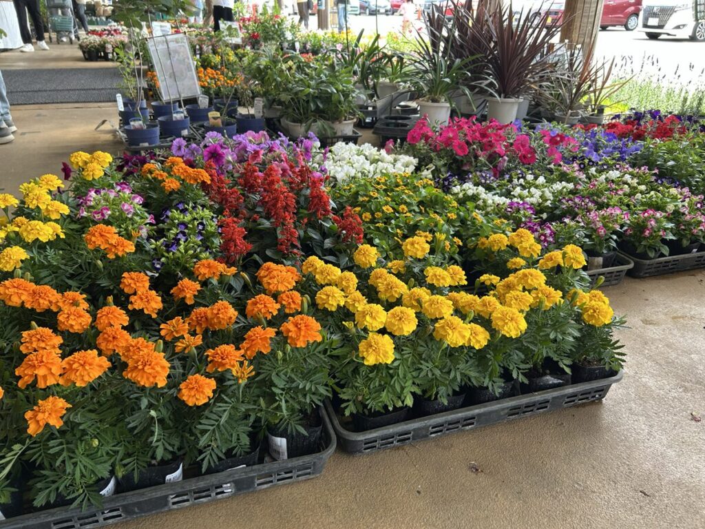 花の苗