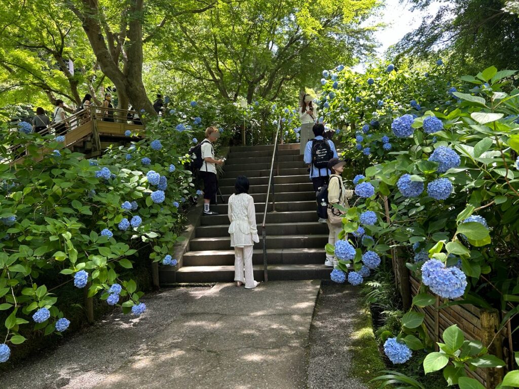 明月院のあじさい