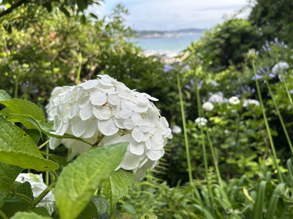 長谷寺のあじさい