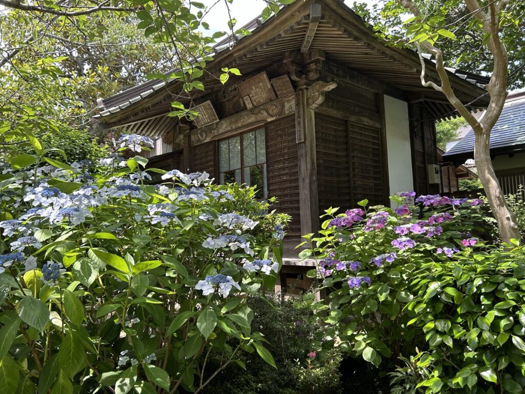 極楽寺のあじさい