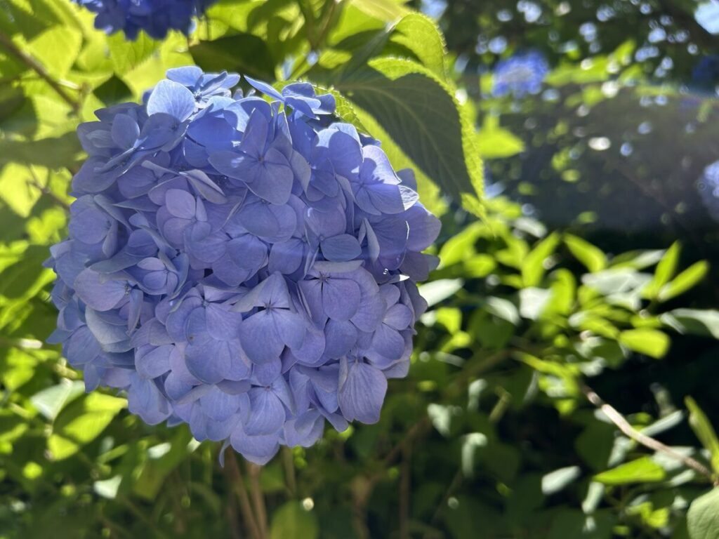 明月院のあじさい