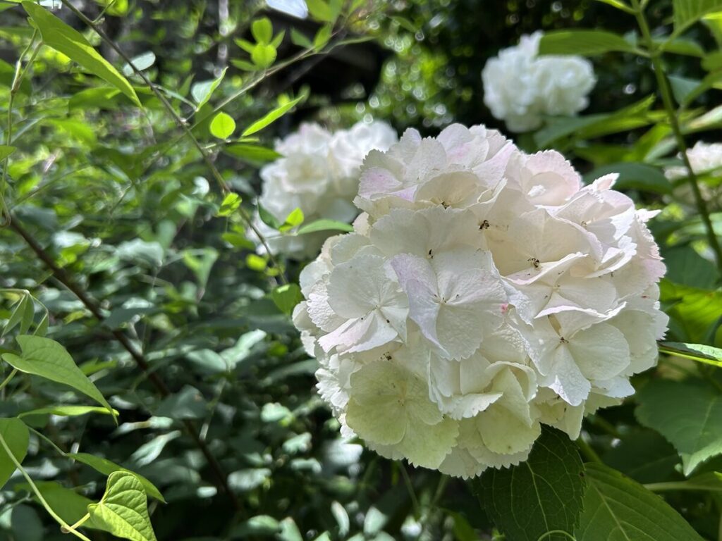 極楽寺のあじさい