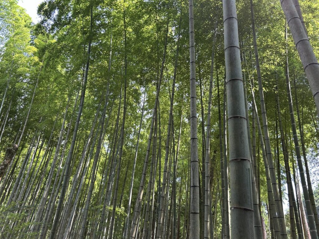 竹林